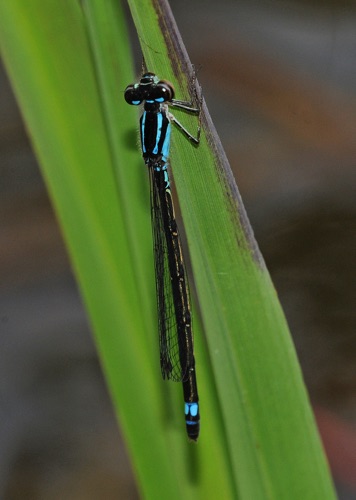 Female
2009_06_06_Floyd